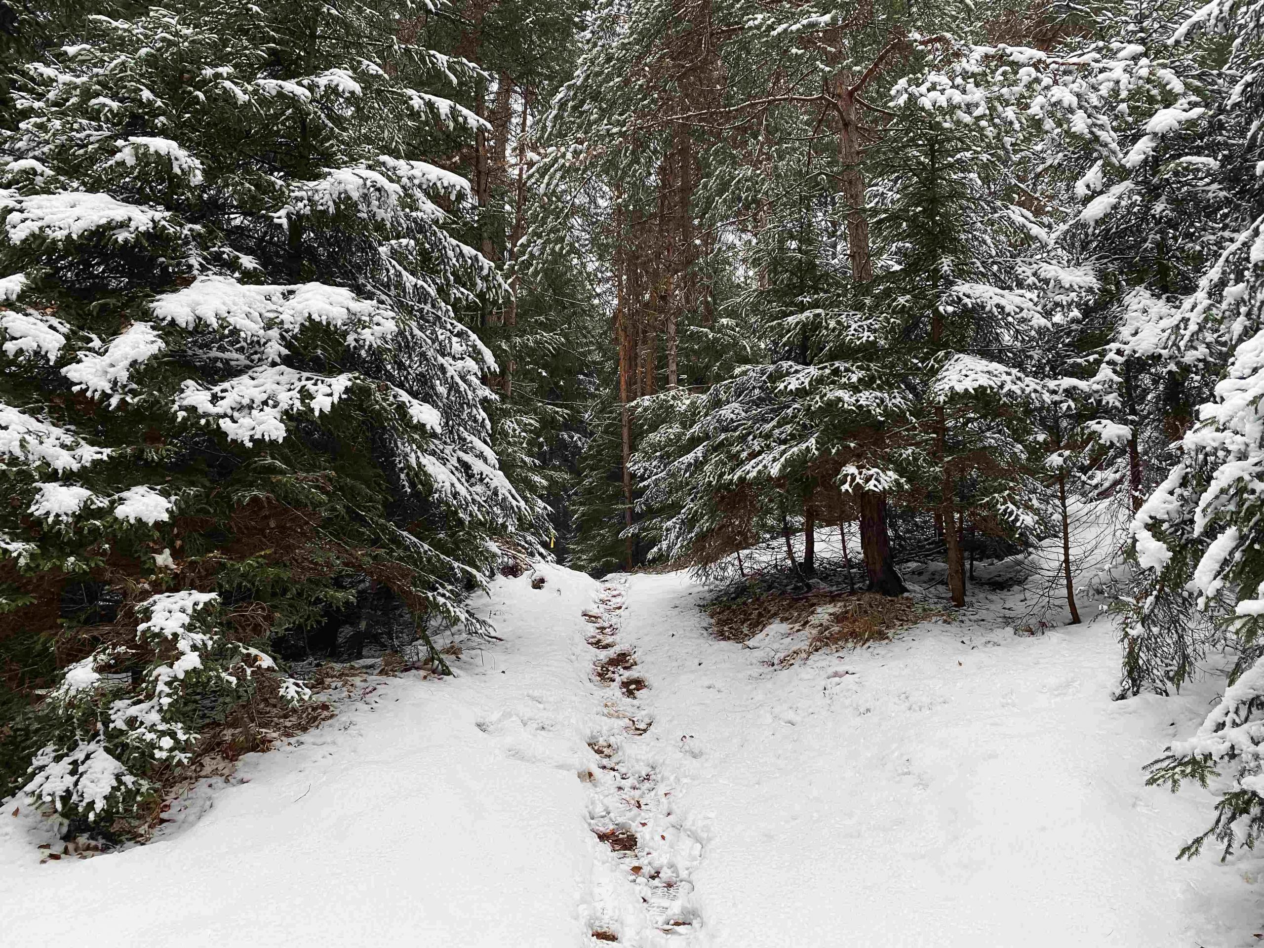 BSV Bogensport Schnee Wald